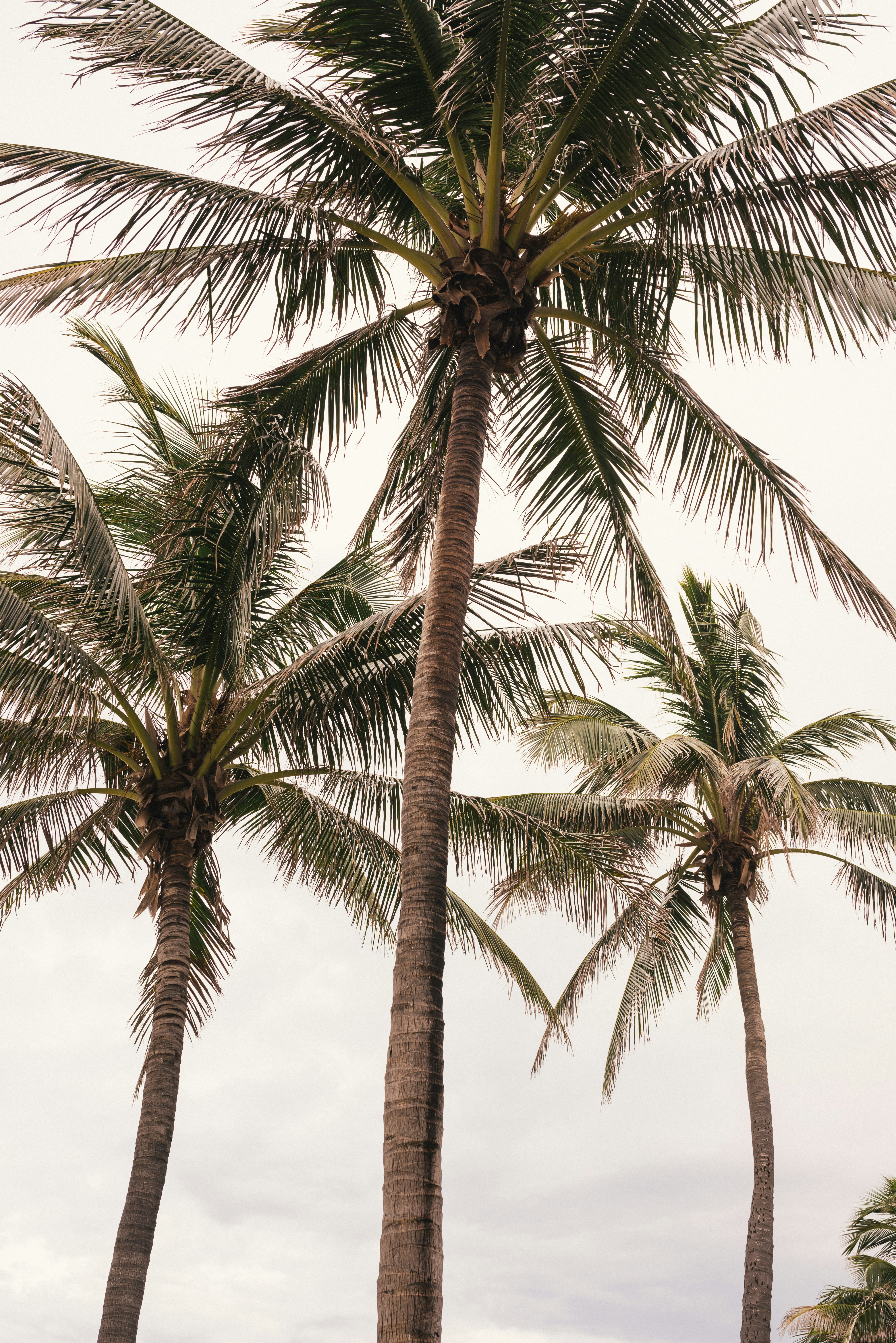 coconut trees photograph